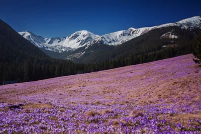 Spring